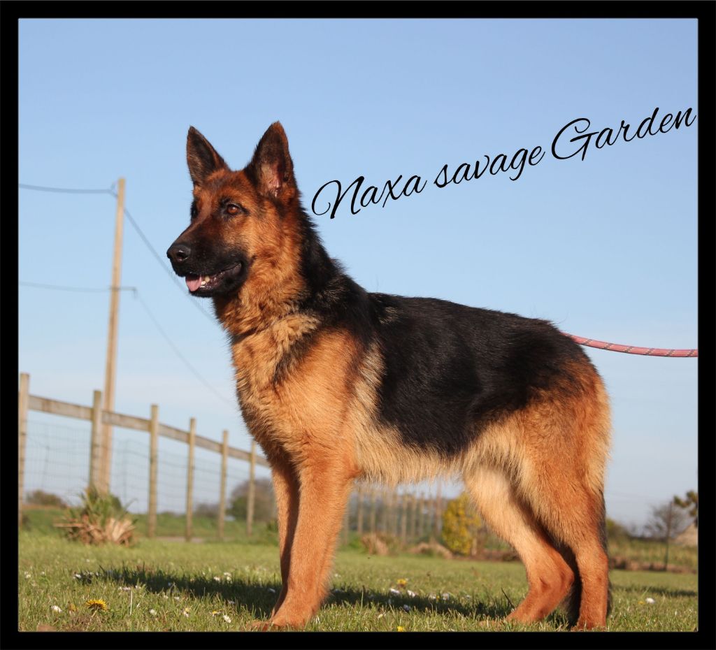 Naxa de savage garden