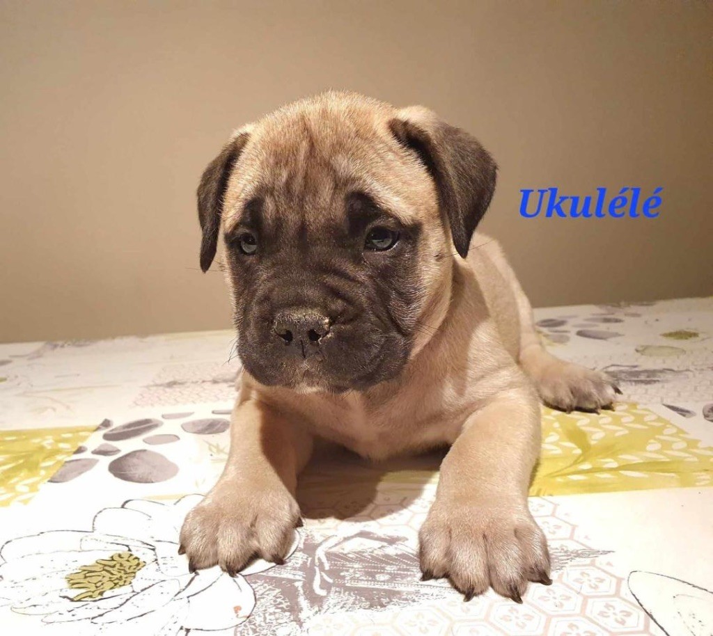 Pacifique Nielo Staff - Chiots disponibles - Bullmastiff