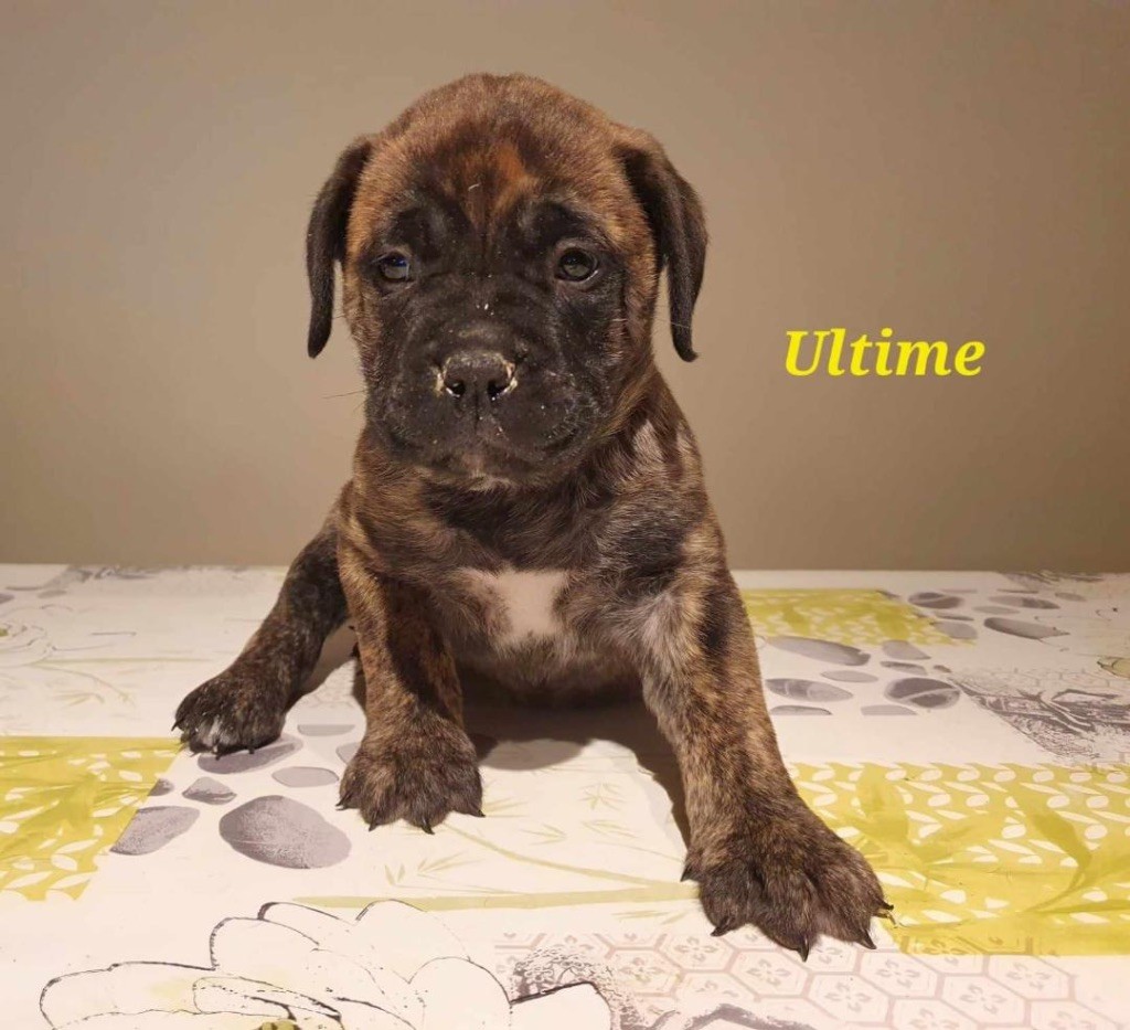 Pacifique Nielo Staff - Chiots disponibles - Bullmastiff