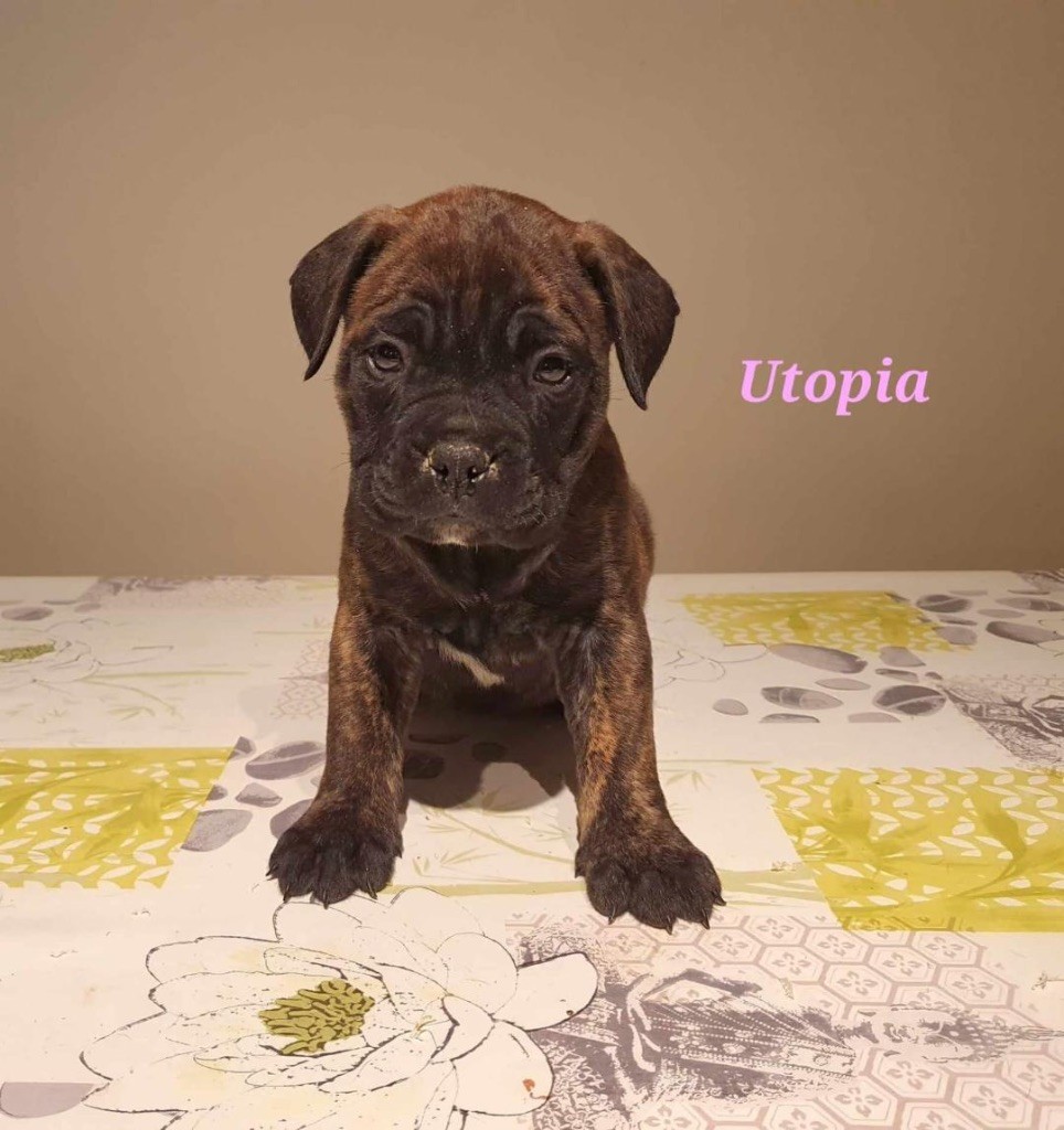 Pacifique Nielo Staff - Chiots disponibles - Bullmastiff